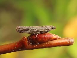 Attēlu rezultāti vaicājumam “Sciota fumella”