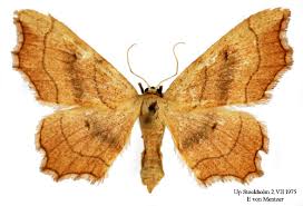 Attēlu rezultāti vaicājumam “Idaea emarginata”