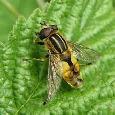 Attēlu rezultāti vaicājumam “Helophilus sp.”