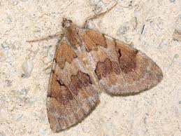 Attēlu rezultāti vaicājumam “Pennithera firmata”