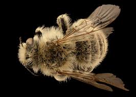 Attēlu rezultāti vaicājumam “Dianema depressum macro”