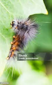 Attēlu rezultāti vaicājumam “Diacrisia sannio larva”