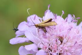 Attēlu rezultāti vaicājumam “Nemophora metallica”