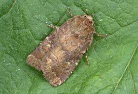 Attēlu rezultāti vaicājumam “Rusina ferruginea”