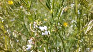 Attēlu rezultāti vaicājumam “Vicia hirsuta flower”