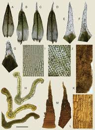 Attēlu rezultāti vaicājumam “Schistidium robustum”