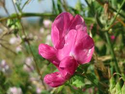 Attēlu rezultāti vaicājumam “Lathyrus tuberosus flower”