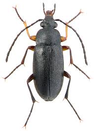 Attēlu rezultāti vaicājumam “Alleculidae”