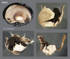 Attēlu rezultāti vaicājumam “Diderma umbilicatum”
