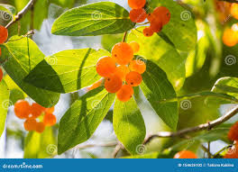 Attēlu rezultāti vaicājumam “Lonicera tatarica fruit”