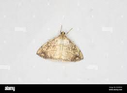 Attēlu rezultāti vaicājumam “Evergestis pallidata”