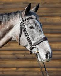 Image result for Jp-Sheffield Eventing