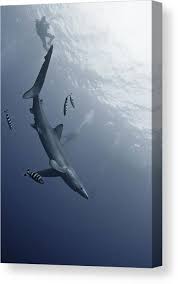 Image result for Prionace glauca