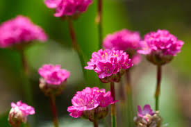 Image result for Grasnelke