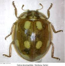 Attēlu rezultāti vaicājumam “Calvia decemguttata”