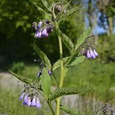 Attēlu rezultāti vaicājumam “Symphytum asperum”