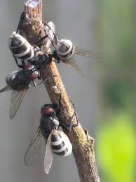 Attēlu rezultāti vaicājumam “Entomophthora”