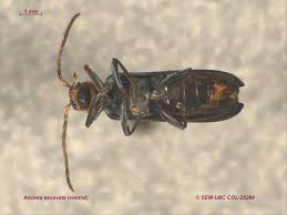 Attēlu rezultāti vaicājumam “Oedemeridae”