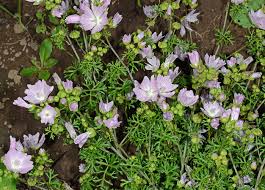 Attēlu rezultāti vaicājumam “Malva moschata leaf”