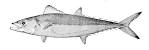 File:Grammatorcynus bilineatus.jpg - Wikimedia Commons