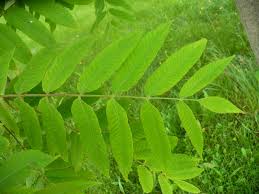 Attēlu rezultāti vaicājumam “Juglans cinerea leaf”