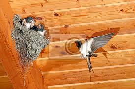 Attēlu rezultāti vaicājumam “Hirundo rustica nest”