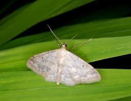 Attēlu rezultāti vaicājumam “Idaea biselata”