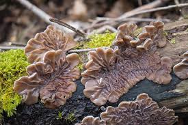 Attēlu rezultāti vaicājumam “Auricularia mesenterica”