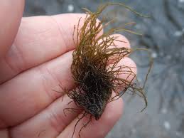 Attēlu rezultāti vaicājumam “Lemanea fluviatilis”