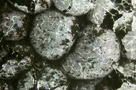 Attēlu rezultāti vaicājumam “Badhamia capsulifera macro”