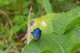 Attēlu rezultāti vaicājumam “Zicrona caerulea”