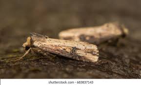 Attēlu rezultāti vaicājumam “Axylia putris”