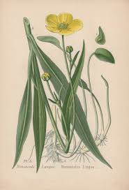 Attēlu rezultāti vaicājumam “Ranunculus lingua”