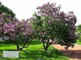 Attēlu rezultāti vaicājumam “Syringa vulgaris”