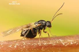 Attēlu rezultāti vaicājumam “Neuroterus quercusbaccarum”