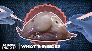 Image result for blobfish
