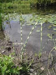 Attēlu rezultāti vaicājumam “Schoenoplectus lacustris subsp. glaucus”