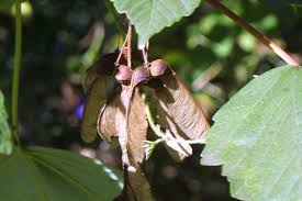 Attēlu rezultāti vaicājumam “Acer pseudoplatanus fruit”
