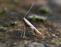 Attēlu rezultāti vaicājumam “Caloptilia stigmatella”