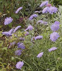 Image result for Scabiosa columbaria