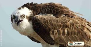 Attēlu rezultāti vaicājumam “Pandion haliaetus adult”