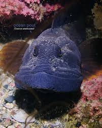 Image result for Zoarces americanus