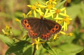 Attēlu rezultāti vaicājumam “Erebia ligea”