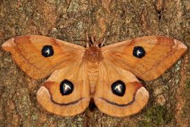 Attēlu rezultāti vaicājumam “Aglia tau”