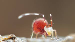 Attēlu rezultāti vaicājumam “Symphypleona”