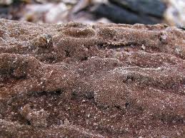 Attēlu rezultāti vaicājumam “Phellinus ferruginosus”