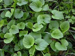 Image result for Viola odorata