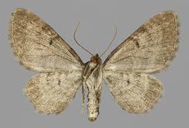 Attēlu rezultāti vaicājumam “Eupithecia icterata female”