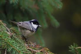 Attēlu rezultāti vaicājumam “Periparus ater adult”