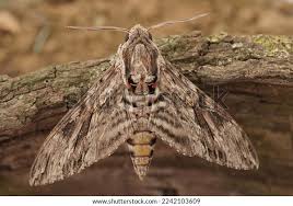 Attēlu rezultāti vaicājumam “Agrius convolvuli”